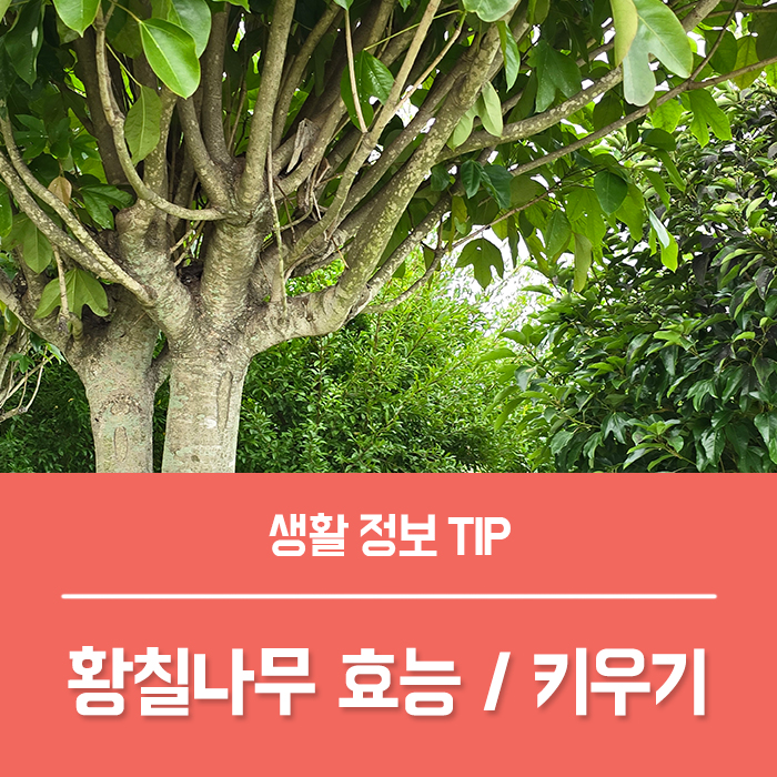  황칠나무효능 부작용, 황칠나무 키우기 방법은?