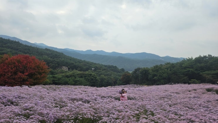  문경 문희농원 개미취 포토스팟