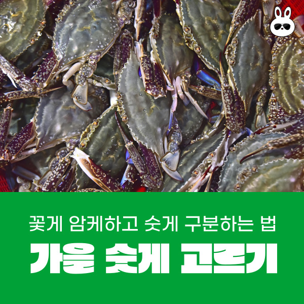  꽃게 암케하고 숫게 구분하는 법 신선한 숫게 구분하는 방법