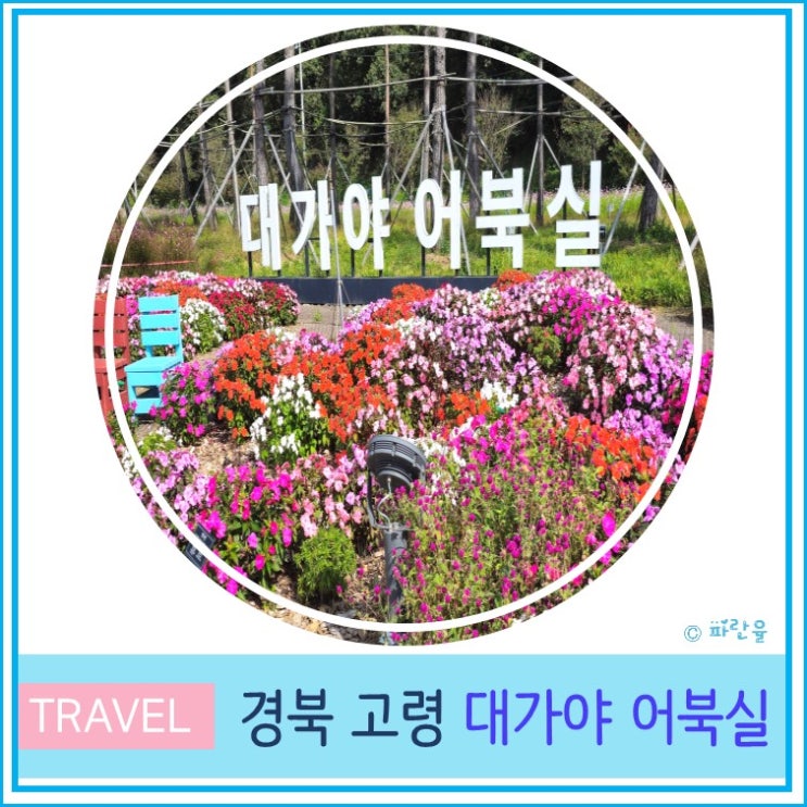  고령 어북실 대구근교 가볼만한 곳 실시간 개화상태 핑크뮬리 가을 꽃 명소