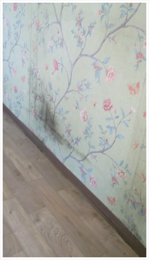  특정 부분에만 생기는 벽지 곰팡이제거? 해결은?