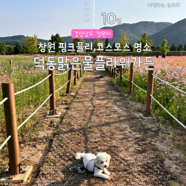  덕동맑은물플라워가든 애견동반여행 코스모스 핑크뮬리 만개