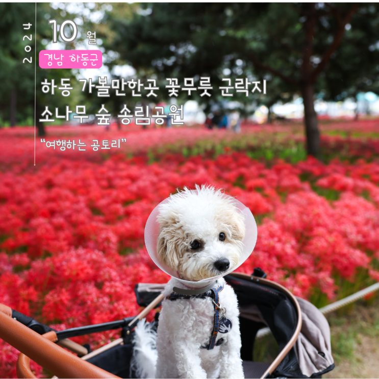  하동 송림공원 꽃무릇 상사화 지금 만개중 애견동반 여행