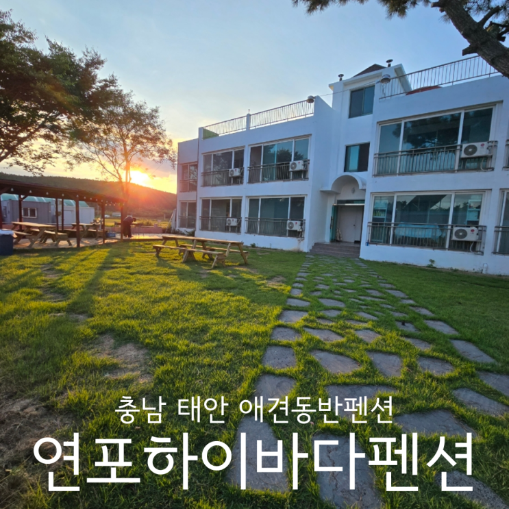  태안애견동반펜션 연포해수욕장 가성비 좋은 숙소 연포하이바다펜션
