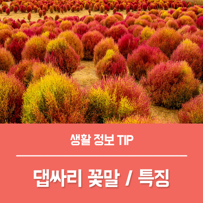  댑싸리 꽃말 특징, 댑싸리 키우는 방법은?