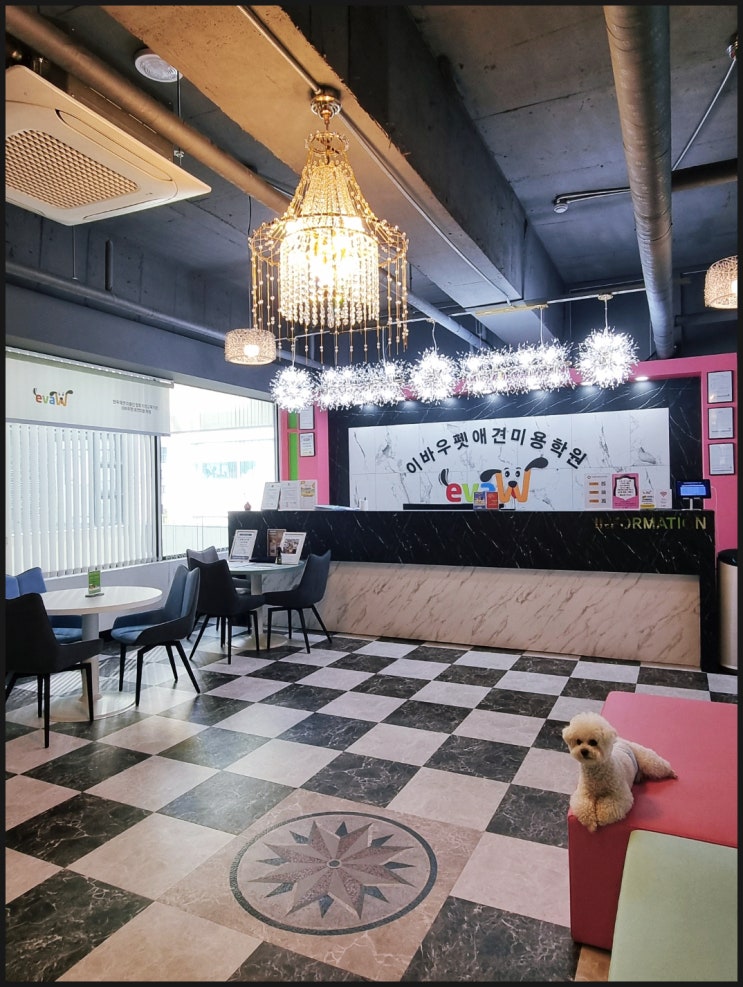  상계역 애견미용학원 창업, 취업 맞춤 교육 배우는곳!