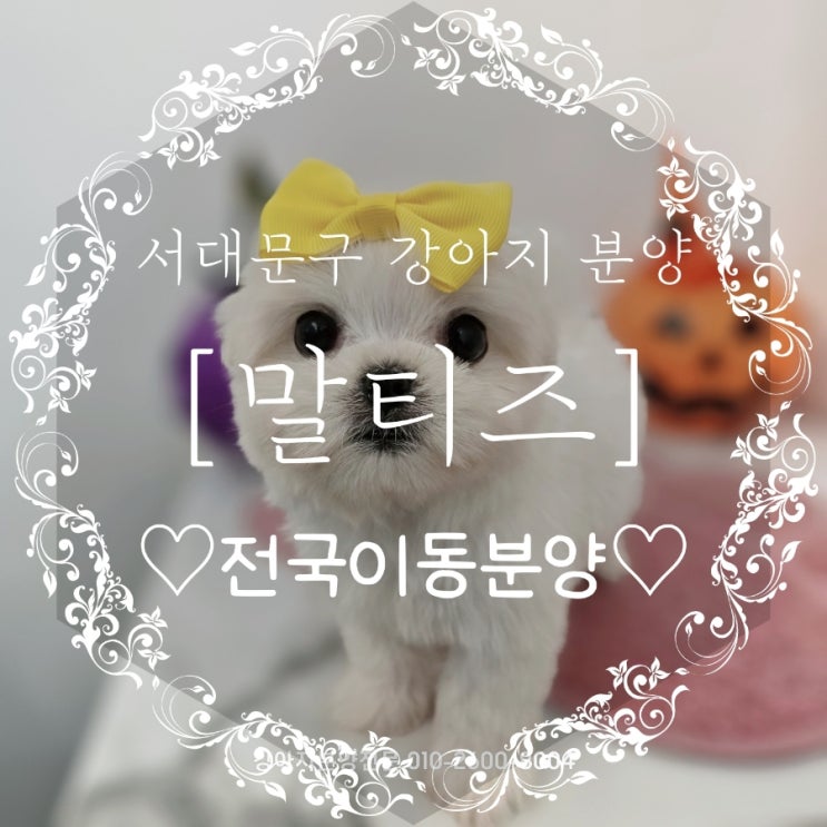  서대문구말티즈분양은 책임감 있고 안전한 아기애견에서!