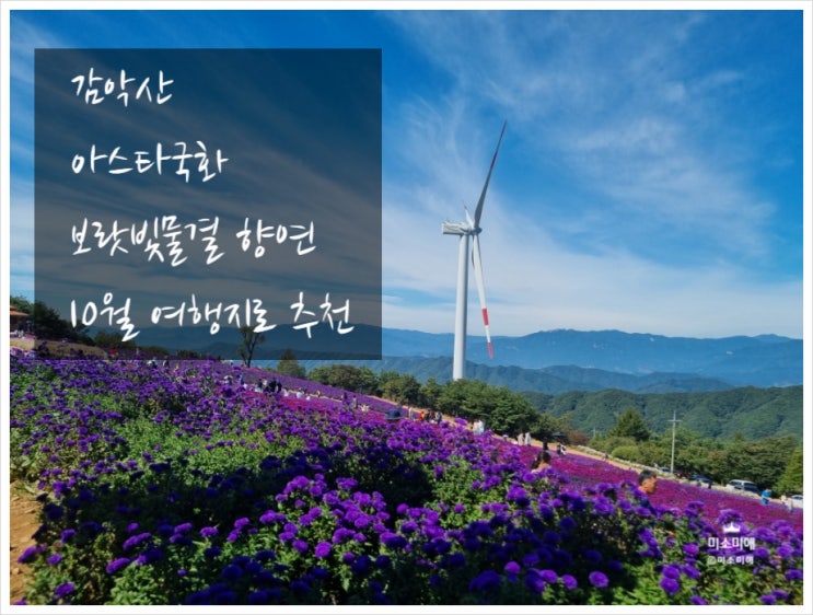  감악산 아스타국화 가는방법 가을에 가야하는 이유