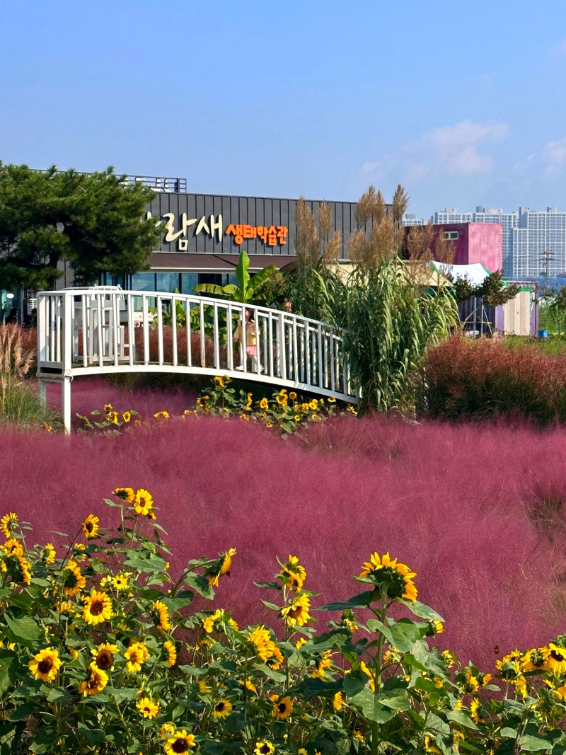 안성핑크물리서울 근교 평택 나들이 꽃구경 바람새마을 핑크뮬리 명소