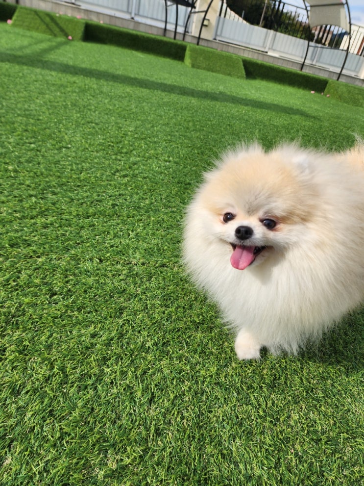  진해 애견유치원 블루멍s 주말 대관 다녀온 후기
