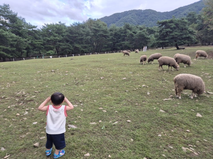  춘천 해피초원목장 입장료 시간 아이랑 갈만한곳