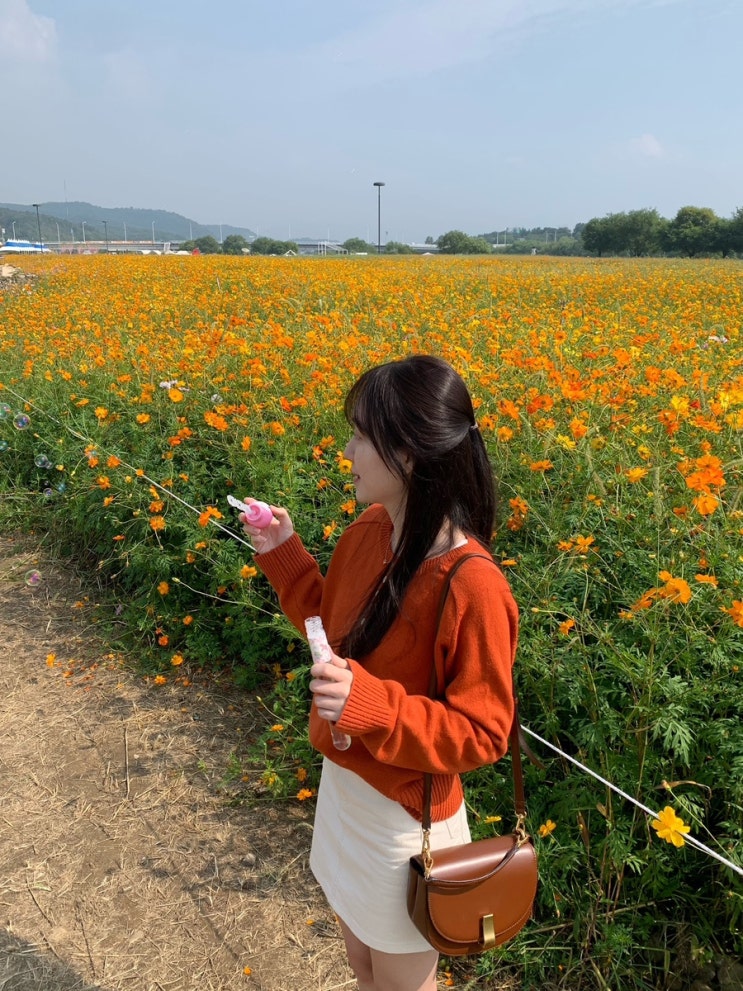  하중도ㅣ코스모스, 댑싸리 상세 후기 