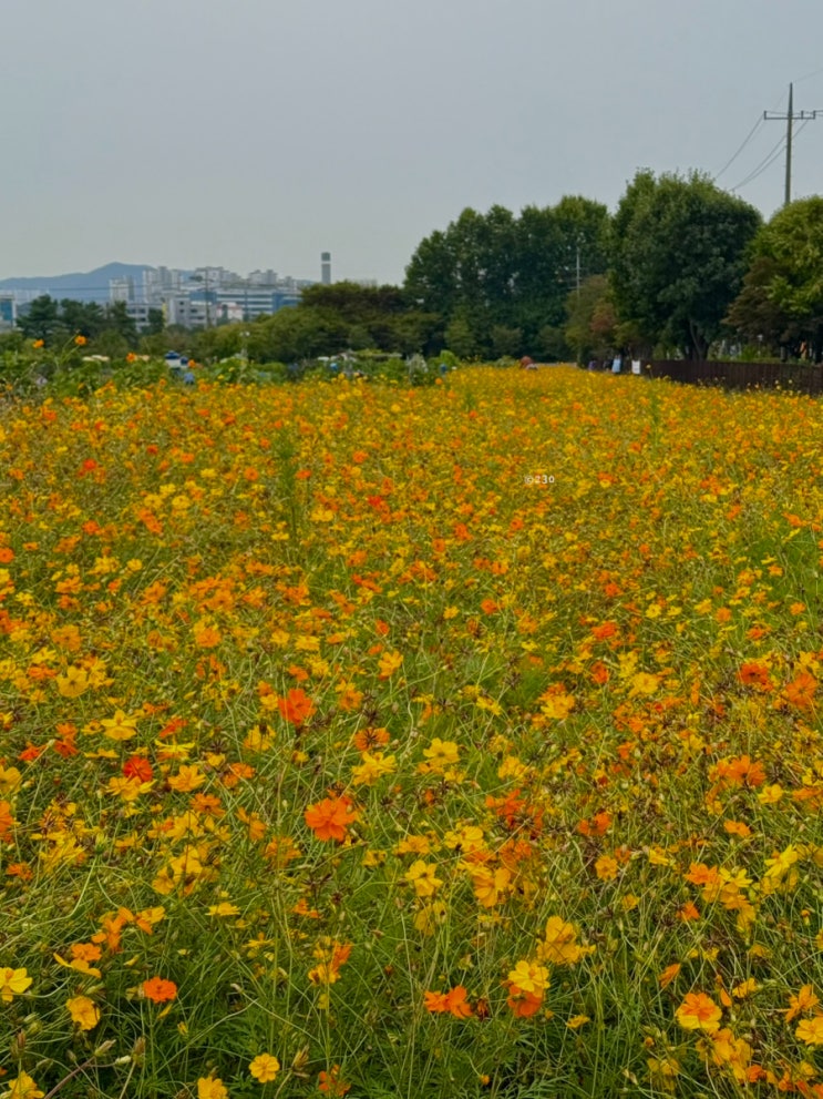  숨은 가을꽃 명소 수원탑동시민농장 황화코스모스 꽃축제