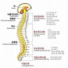 뇌, 척수 및 신경 장애 증상 안내
