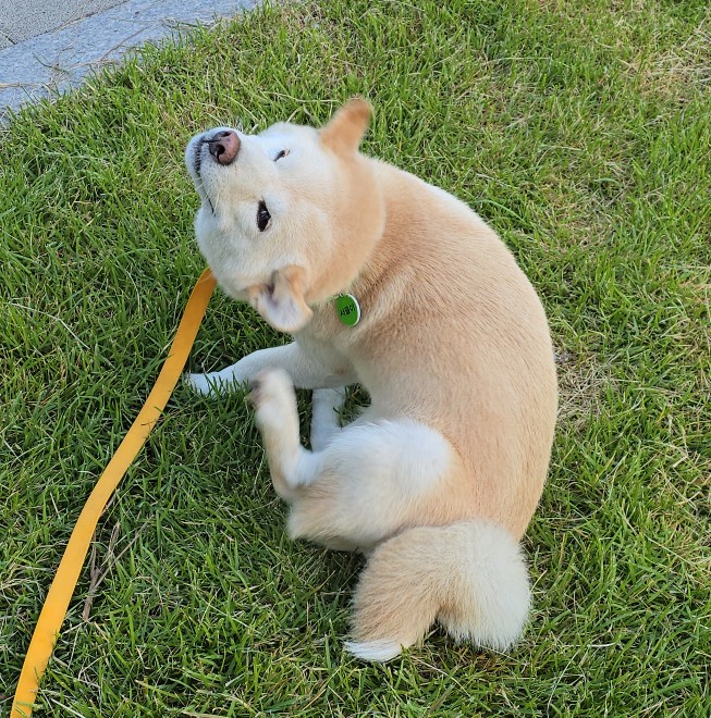  애개육아일상 - 강아지 표정 변화