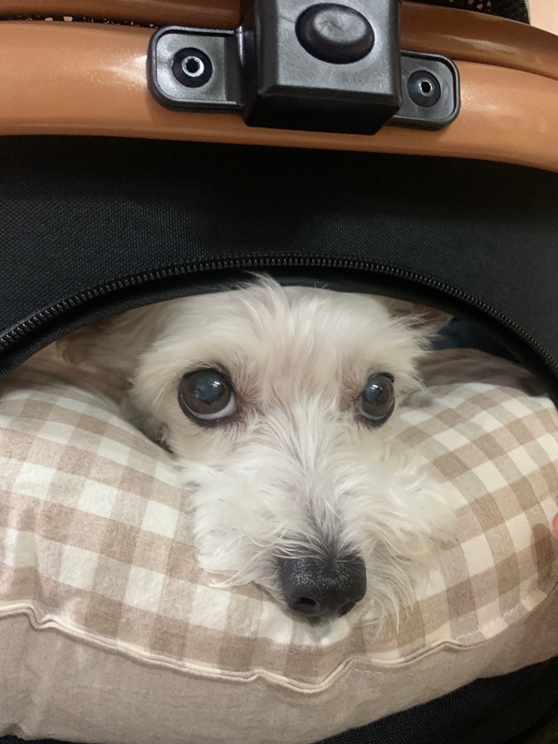피카노리 위니 주니어 노견 강아지 유모차 추천 리뷰