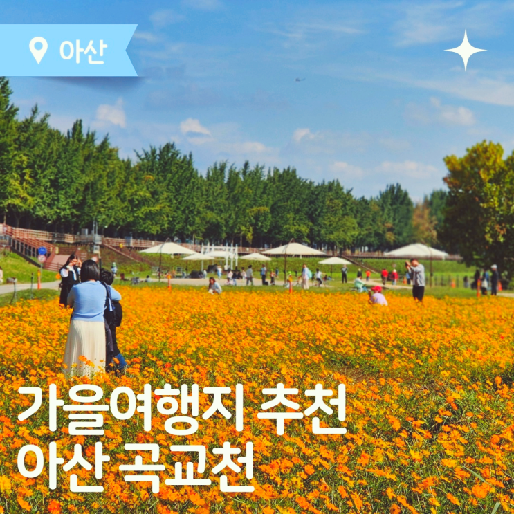  가을여행 추천 아산 가볼만한곳 곡교천 은행나무길