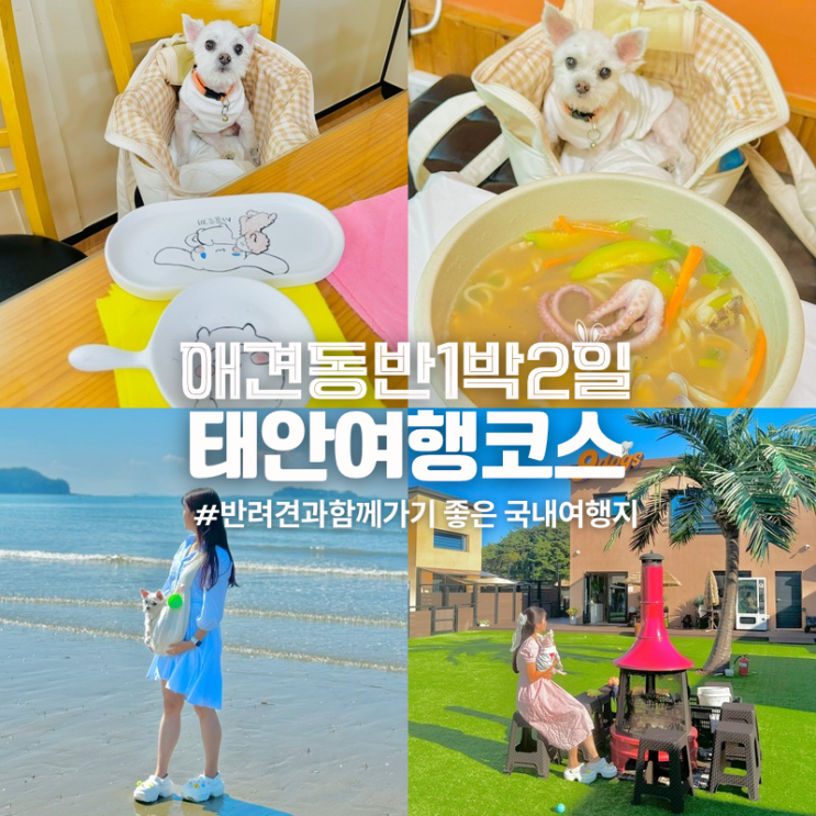  국내 1박2일 여행지 서해안 태안 애견동반 여행코스 추천