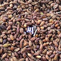  (인디샘) 인도에서 님(Neem)의 제품/상품의 형태 별 제조가격/수출가격/도매가격 알아보기