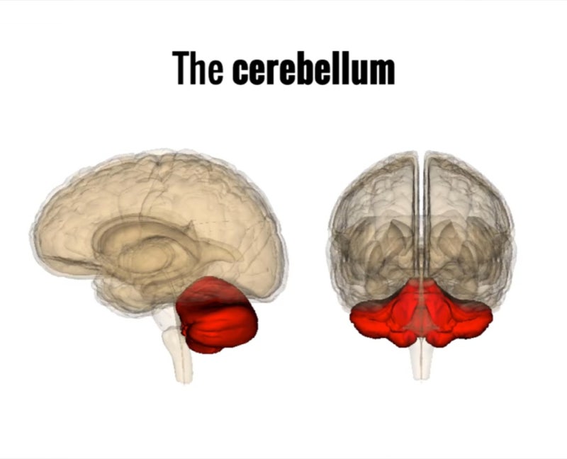 소뇌(Cerebellum), 구조, 기능 : 네이버 블로그