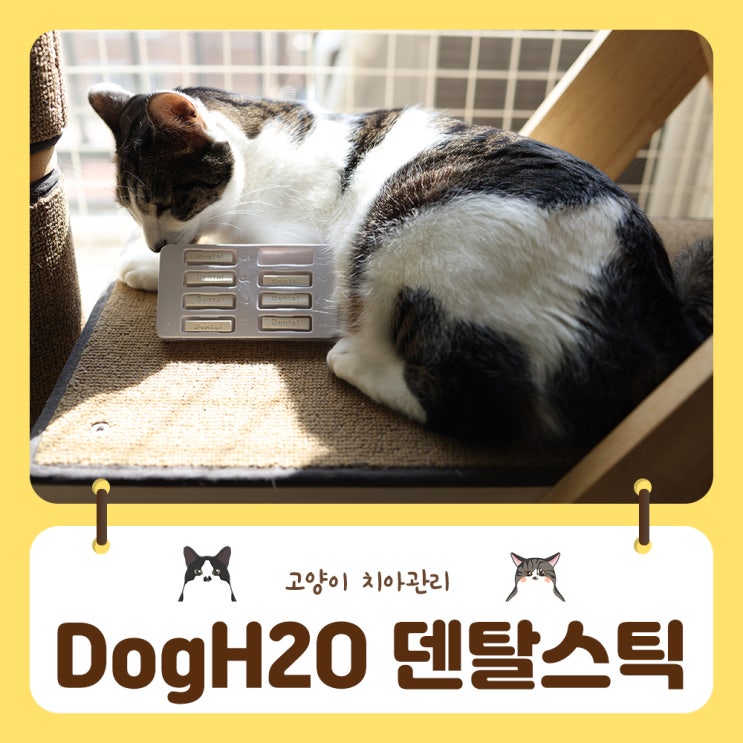  고양이 양치 힘들다면 DogH2O덴탈스틱으로 간편한치아관리 시작해요
