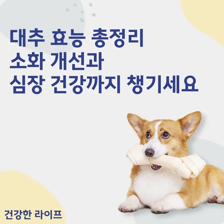  대추 효능 총정리, 소화 개선과 심장 건강까지 챙기세요