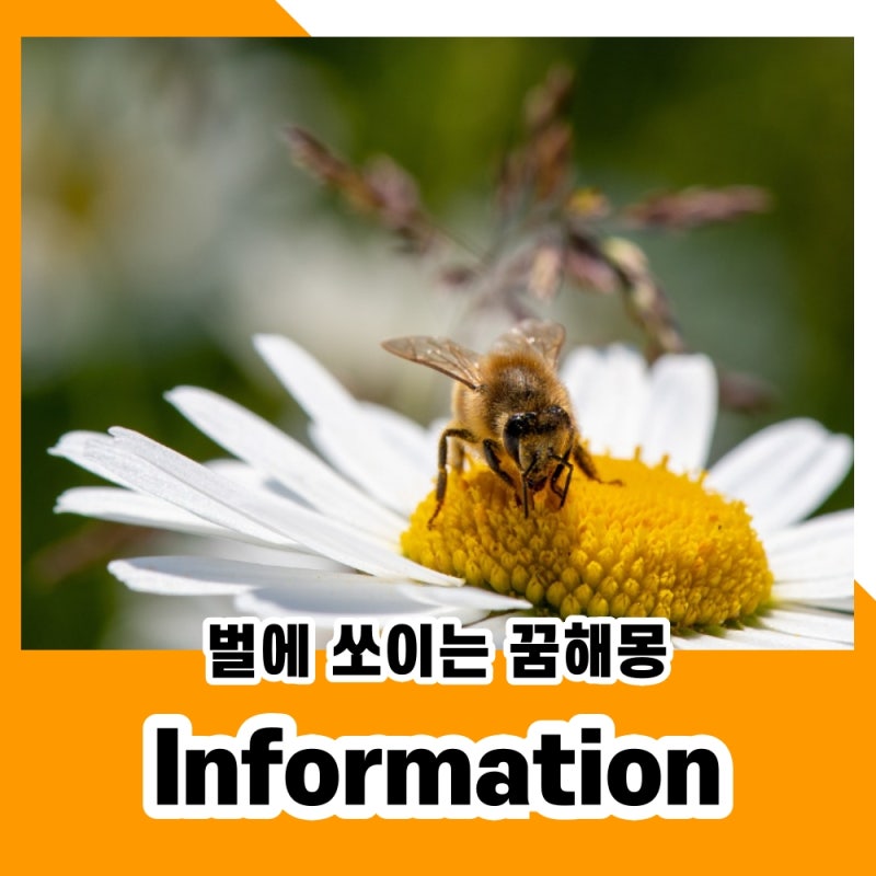 벌에 쏘이는 꿈 물리는 꿈해몽