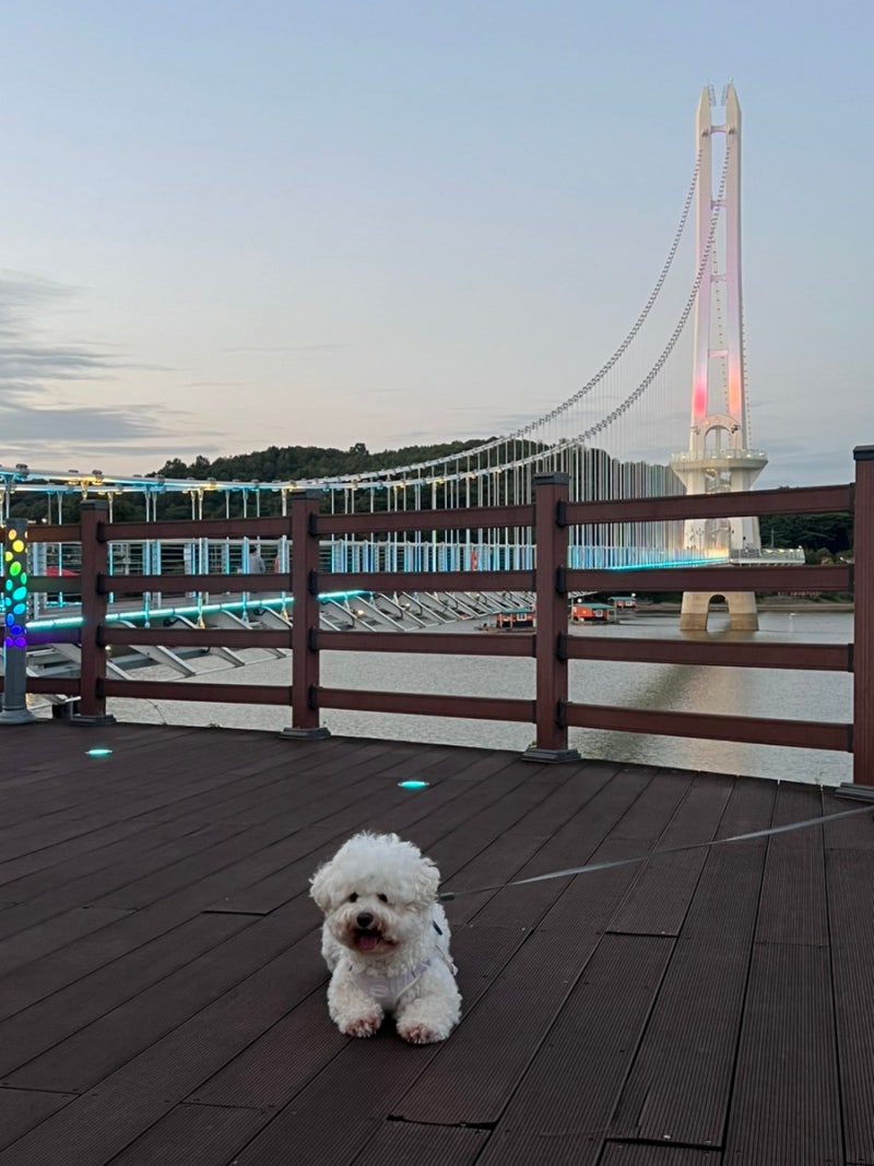 전북 충남 강아지동반여행 - 보리나라학원농장 소노벨변산 적벽강노을길 군산 예산시장 예....