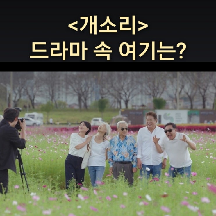  시니어벤저스가 사진 찍는 코스모스 꽃밭은? 순천 풍덕경관정원 드라마 개소리 촬영지 순천만국가정원