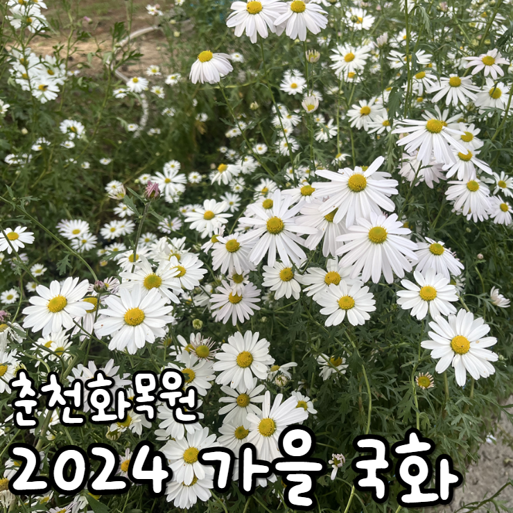  춘천화목원국화 축제 춘천도립화목원