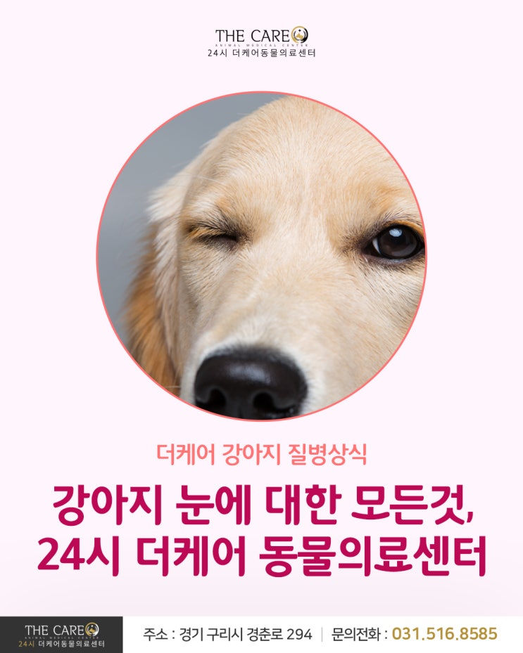  [24시더케어동물의료센터] 강아지 눈에 대한 모든것, 24시 더케어 동물의료센터