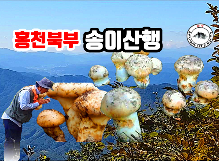 홍천북부 송이산행 주인공은 어디에?"