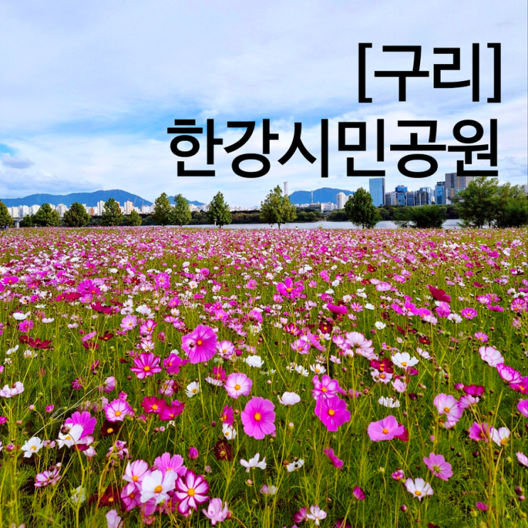  서울근교 나들이 구리한강시민공원 코스모스 만개 스팟 + 황화코스모스 명소