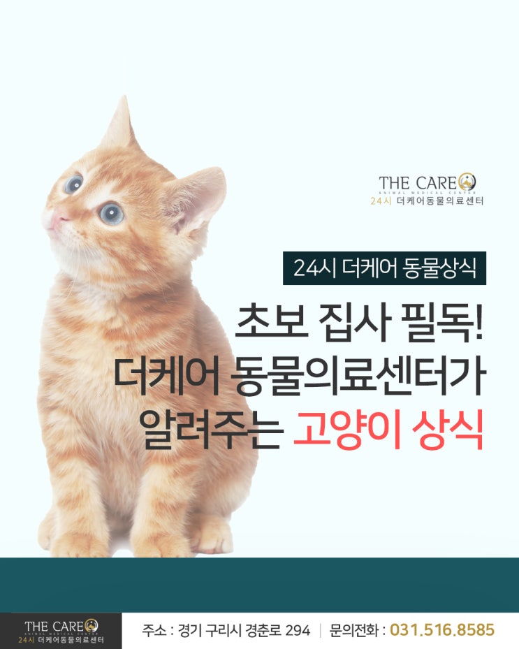  [24시더케어동물의료센터] 초보 집사 필독! 더케어 동물의료센터가 알려주는 고양이 상식