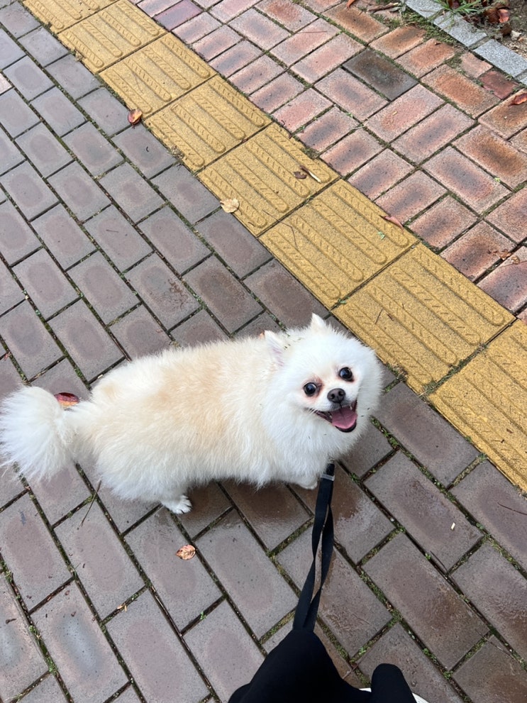  강아지 우중산책, 촉촉해지는 홍시자몽