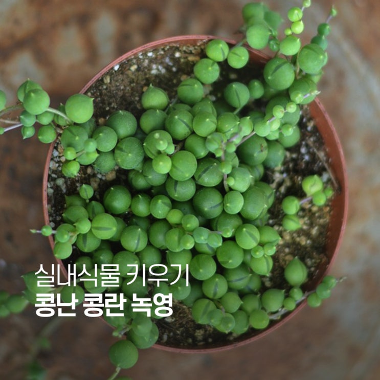  콩난 콩란 녹영 키우기