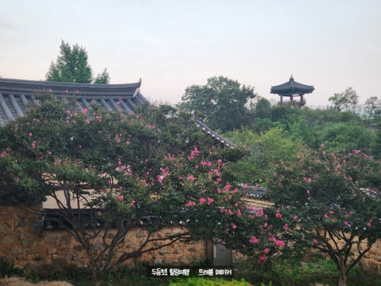  임고서원 은행나무, 영천 와인페스타 영천가볼만한곳