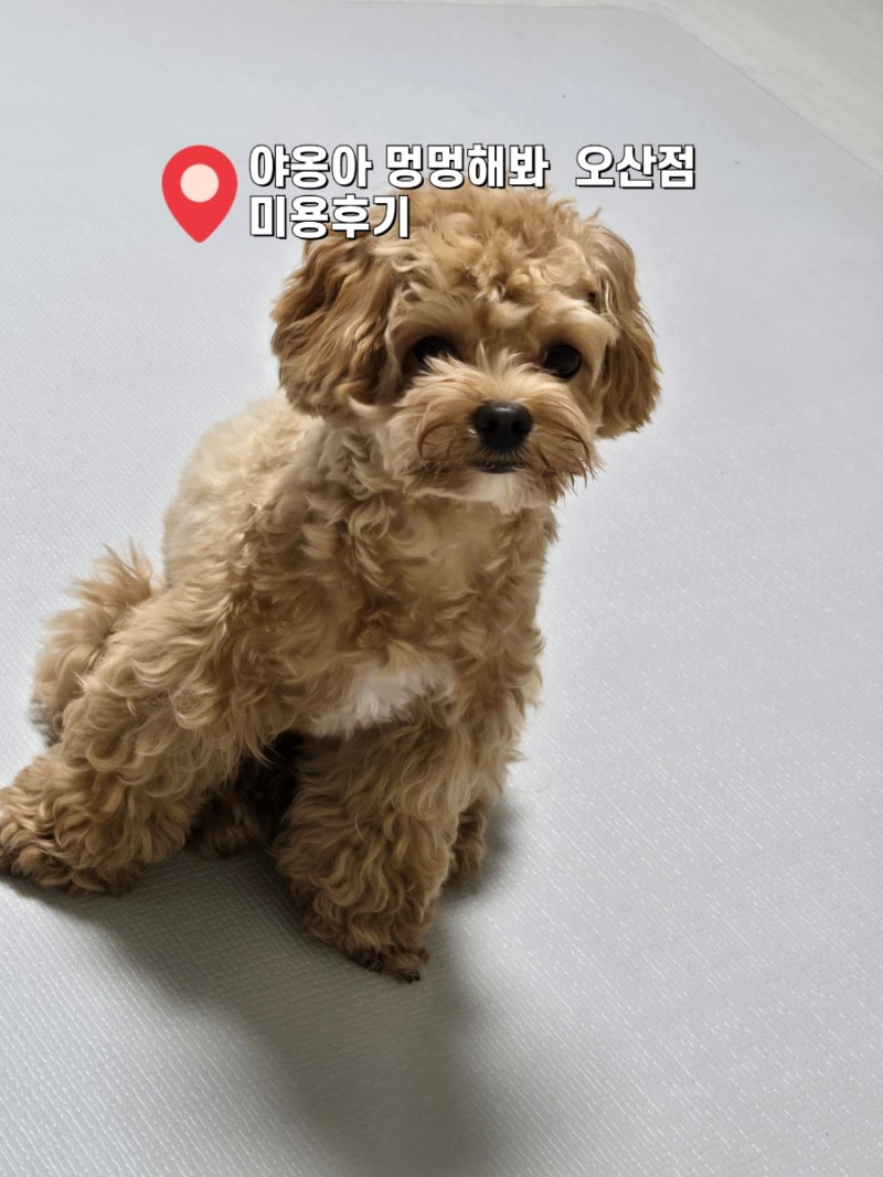 야옹아멍멍해봐 오산점