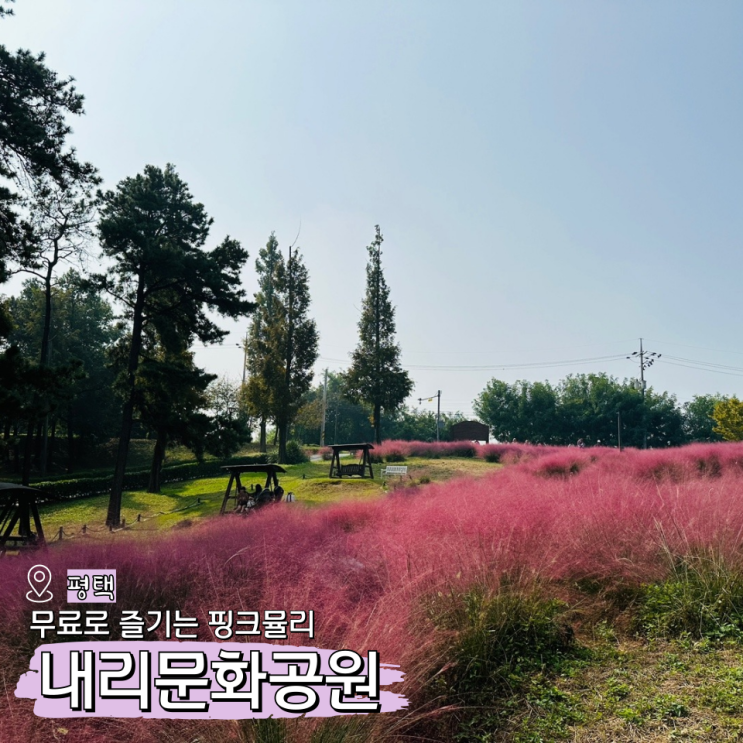  내리문화공원 핑크뮬리 가득한 평택 가을 명소