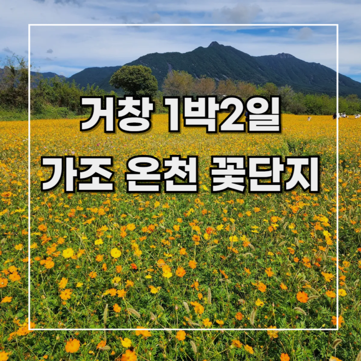  [거창 1박2일] 여행 기록 4.가조 온천 꽃단지(황화 코스모스) 실시간 개화 상태