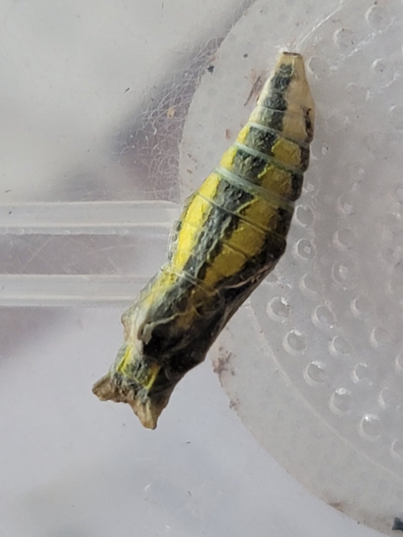 나비 애벌레 눈 찾기 : 네이버 블로그, image size:800x1067