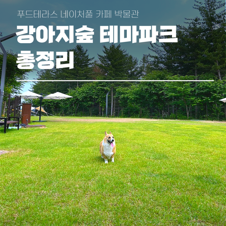  강아지숲 테마파크 푸드테라스 네이처풀 카페 박물관 총정리