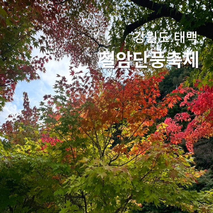  2024 태백 철암 단풍 축제 방문 후기
