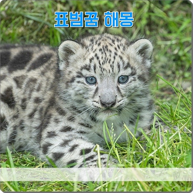 표범꿈 해몽 아기표범꿈 흰색표범꿈 나왔다면