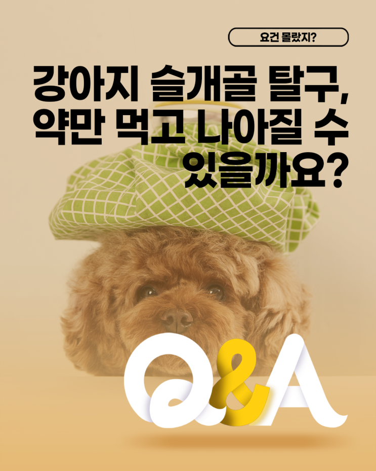  [더케어 Q&A] 강아지 슬개골 탈구, 약만 먹고 나아질 수 있을까요?