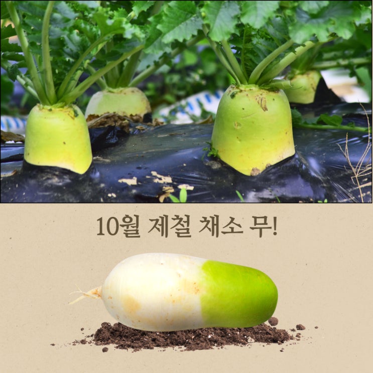  10월 제철 뿌리채소 무의 효능과 부작용 영양성분