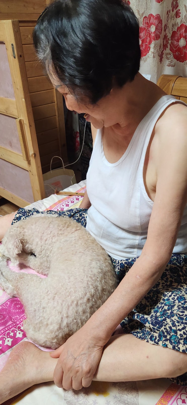  노노케어, 노견푸들과 80대노인 엄마의 정서적 유대감이 건강에 도움이 되요.