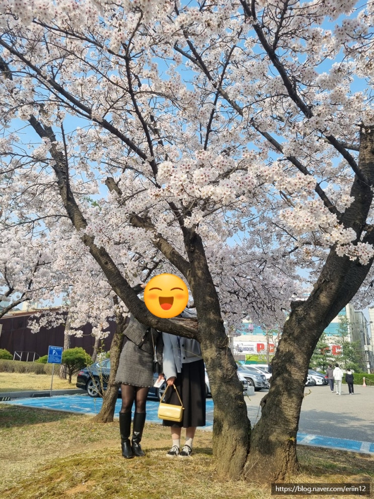  밀려있던 4~6월 일상 :: 벚꽃과 효도와 불구경