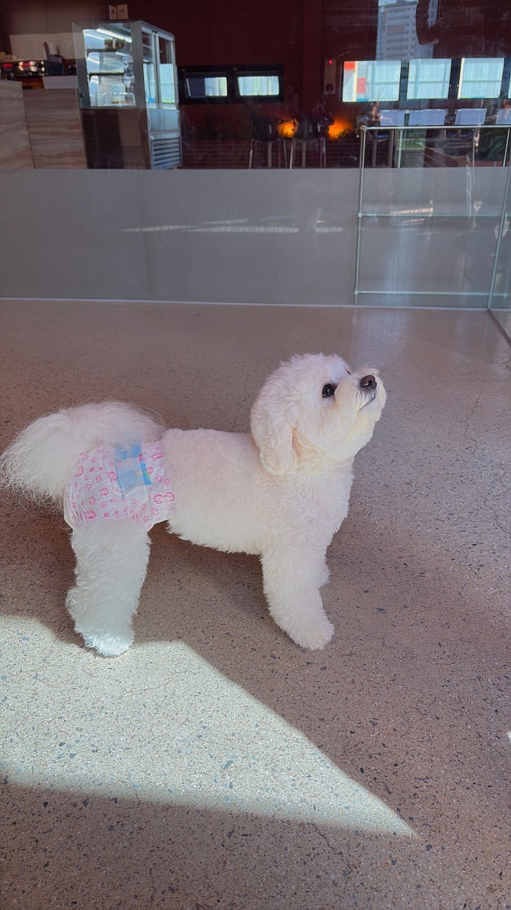  수완지구 반려동물과 함께 가는 카페댄