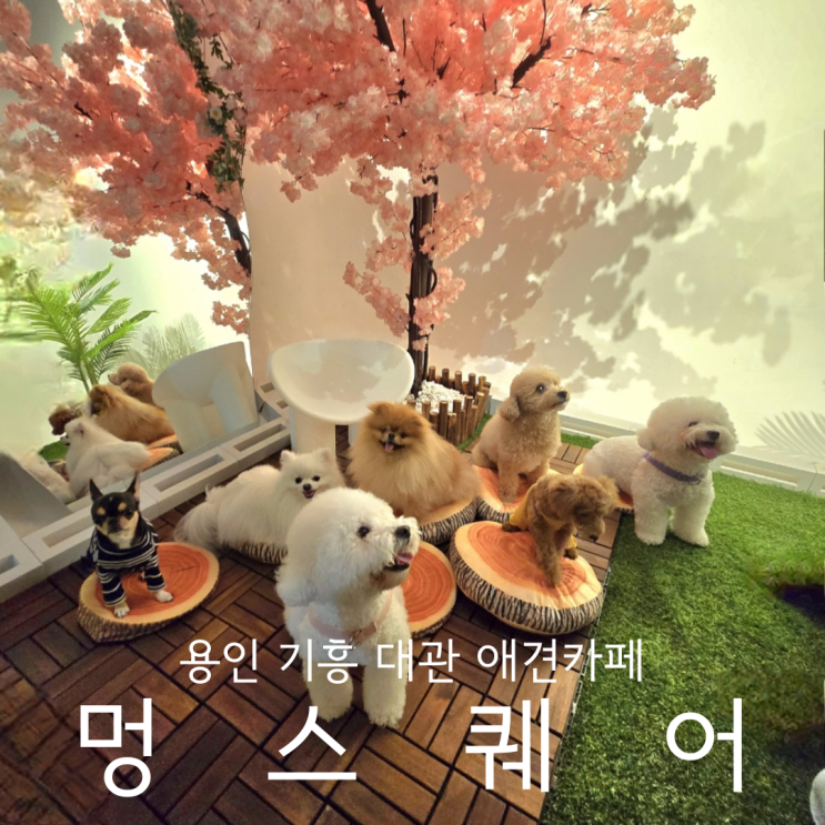  경기도 용인 애견카페 대관 기흥 강아지운동장 멍스퀘어